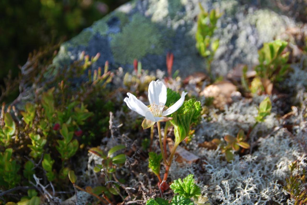Haugteig Lyngværet Exterior foto